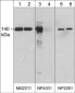 Anti-eNOS (Tyr-657)/nNOS (Tyr-895), Phosphospecific Antibody